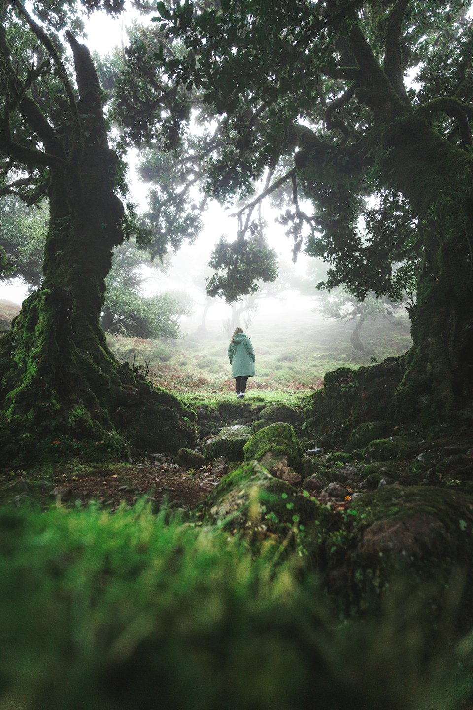 Una persona camina por un sendero cubierto de musgo hacia un bosque brumoso.